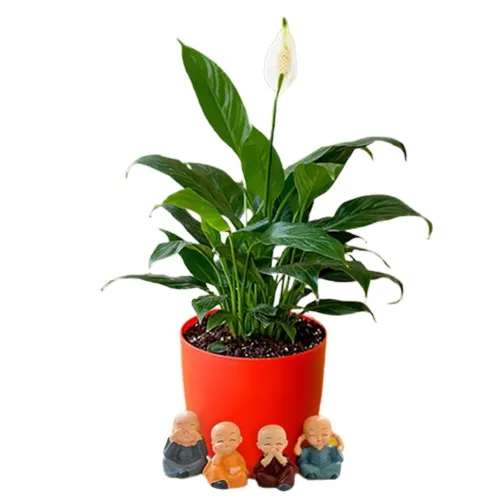 Gorgeous Peace Lily Plant N Baby Buddha Combo Set
