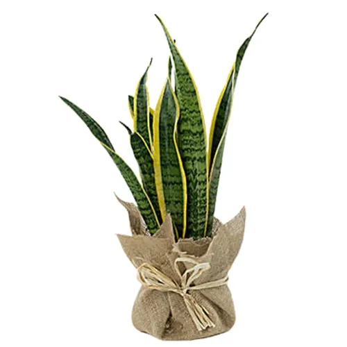 Splendid Jute Wrapped Snake Plant Gift