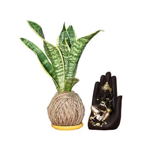 Best Air Purifying Jute Wrapped Snake Plant with Palm Ganesha Showpiece
