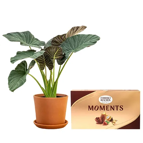 Evergreen Elephant Ear Plant with Ferrero Rocher Moments Combo
