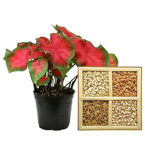Premium Selection of Caladiums Plant N Assorted Dry Fruits