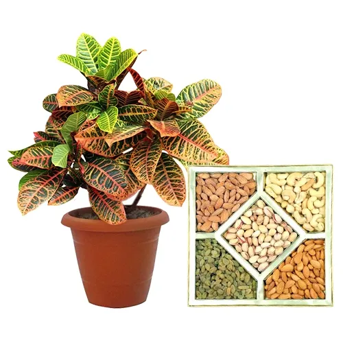 Marvelous Crotons Plant N Assorted Dry Fruits Pack