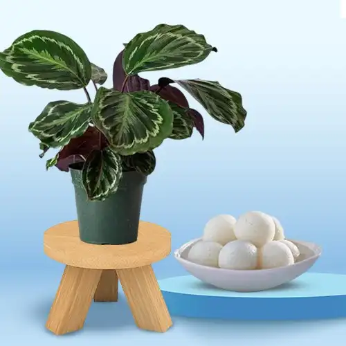 Impressive Pair of Calathea Plant N Rasgulla