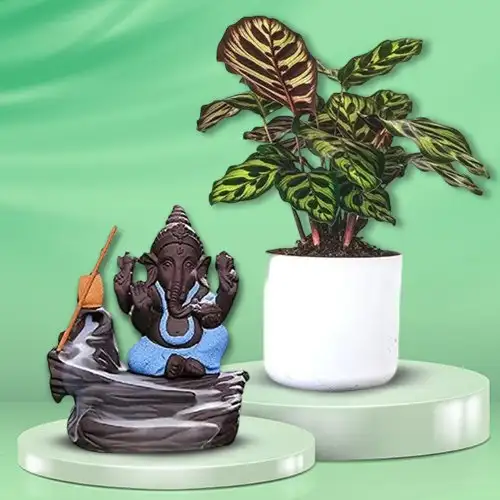 Breathtaking Calatheas Plant N Bal Ganesha Showpiece Combo