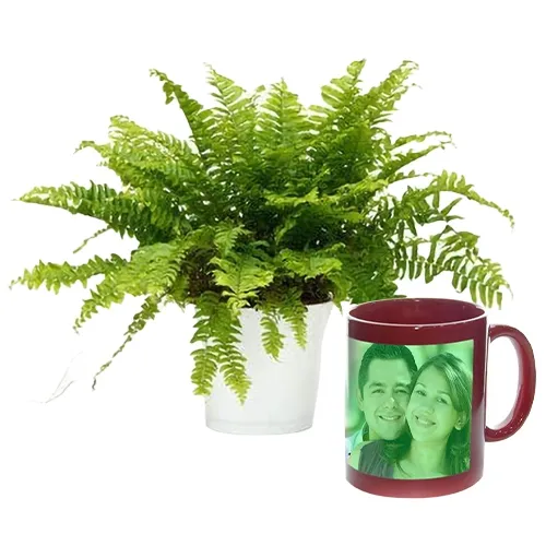 Evergreen Fern Plant with Personalized Radium Mug Set