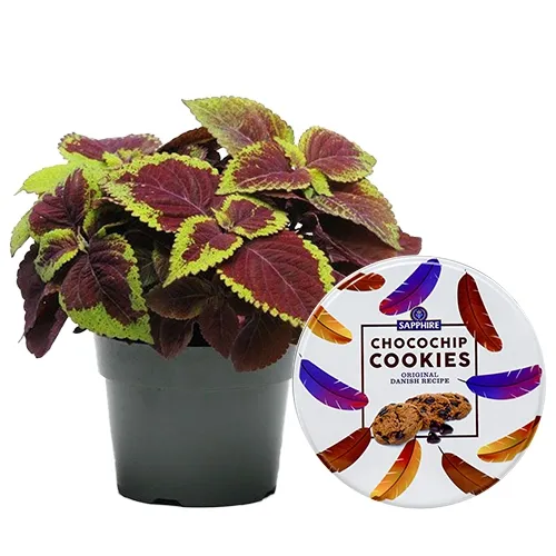 Marvelous Coleus Plant N Sapphire Chocochip Cookies Set
