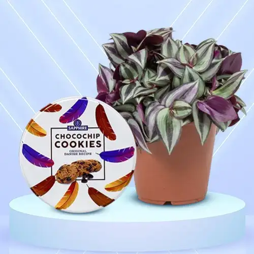 Captivating Inch Plant with Sapphire Cookies Combo Set
