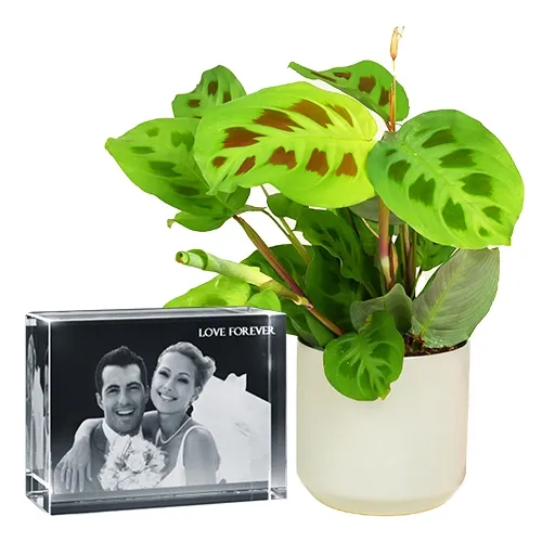 Graceful Pair of Maranta Plant N Personalized Glass Paper Weight