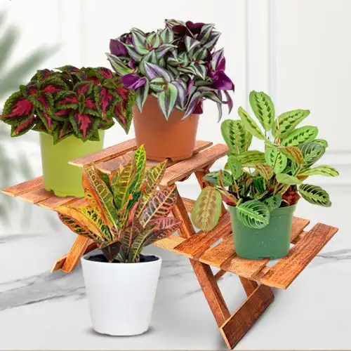 Blissful Selection of 4 House Plants