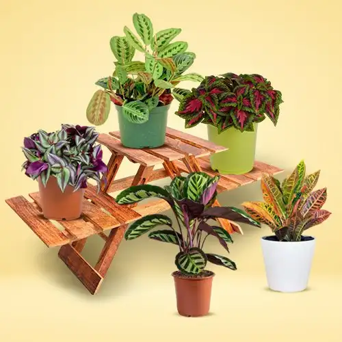 Graceful Selection of 5 Indoor Plants