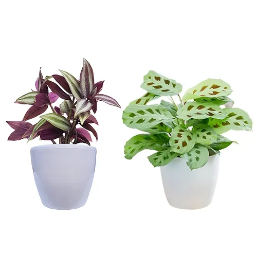 Wonderful Combo of Maranta N Wandering Jew Plant