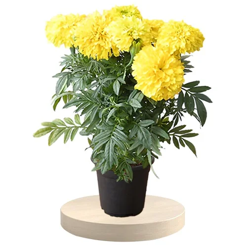 Blooming Marigold Plant Gift