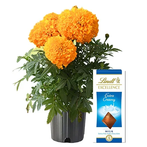 Classic Combo of Marigold Plant N Chocolaty Treat