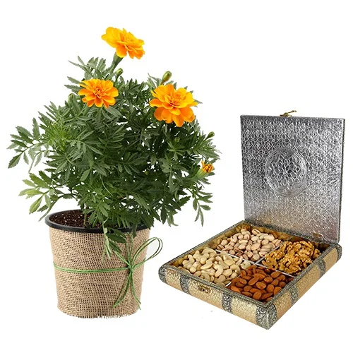 Wonderful Potted Jute Wrapped Marigold Plant with Assorted Dry Fruits