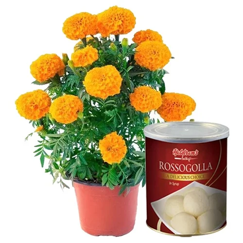 Attractive Marigold Plant N Rasgulla Gift Combo