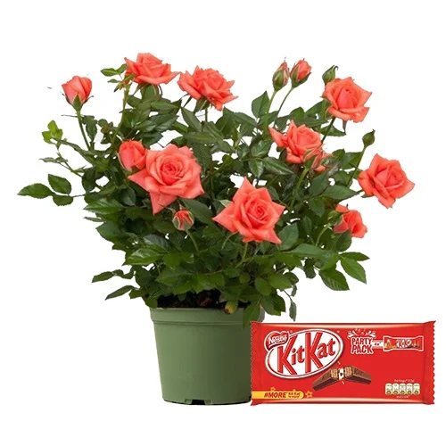 Wonderful Gift of Rose Plant N KitKat