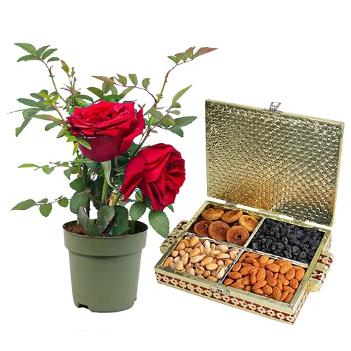 Impressive Rose Plant with Assorted Dry Fruits Duo