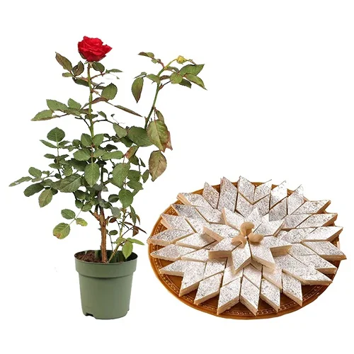 Pretty Rose Plant N Kaju Katli Combo