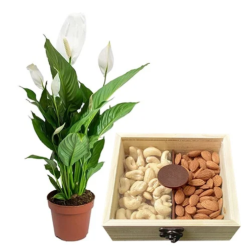 Bright Lily Plant with Assorted Dry Fruits