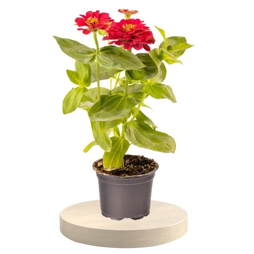 Wonderful Zinnia Plant Gift