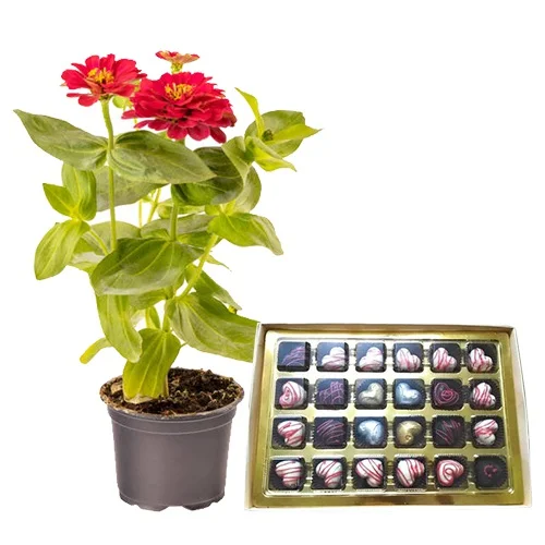 Impressive Gift of Zinnia Plant N Assorted Homemade Chocolates