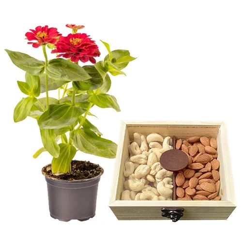Twin Combo of Potted Zinnia Plant N Assorted Dry Fruits