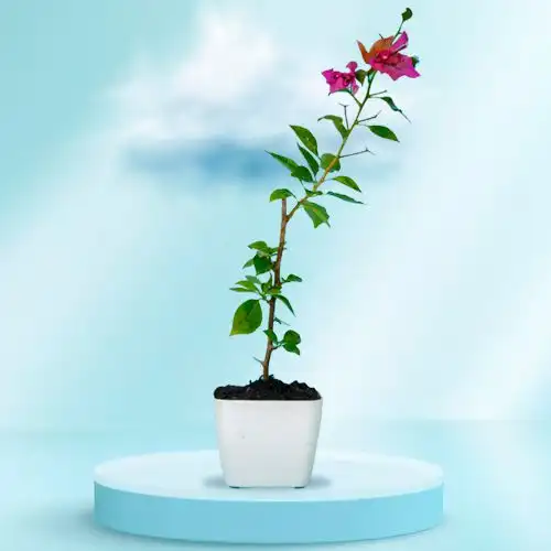 Amazing Potted Bougainvillea Plant