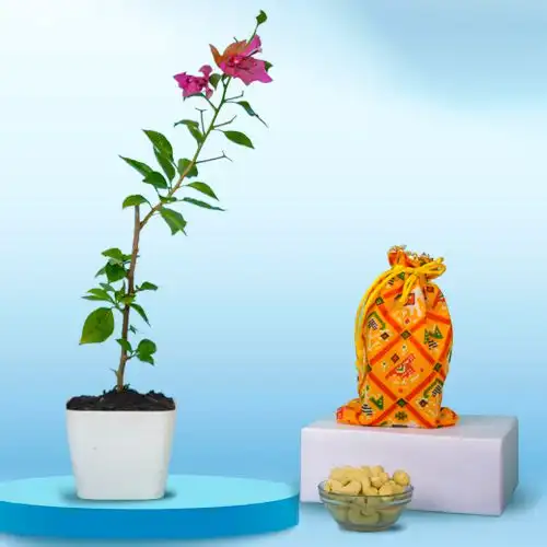 Remarkable Bougainvillea Plant N Assorted Dry Fruits Gift Combo