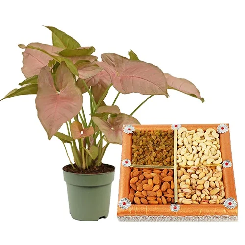 Graceful Combo of Syngonium Plant N Assorted Dry Fruits