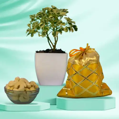 Alluring Potted Aralia Plant with Assorted Dry Fruits