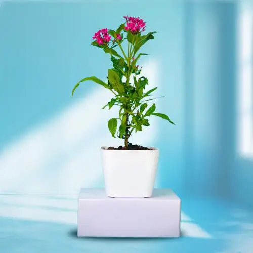 Special Gift of Potted Pentas Plant
