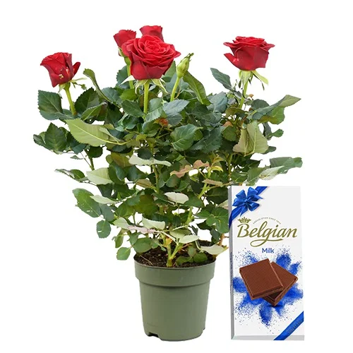 Blooming Potted Rose Plant with Belgian Milk Bar