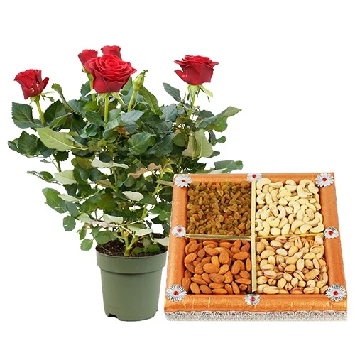 Exclusive Rose Plant with Assorted Dry Fruits Combo
