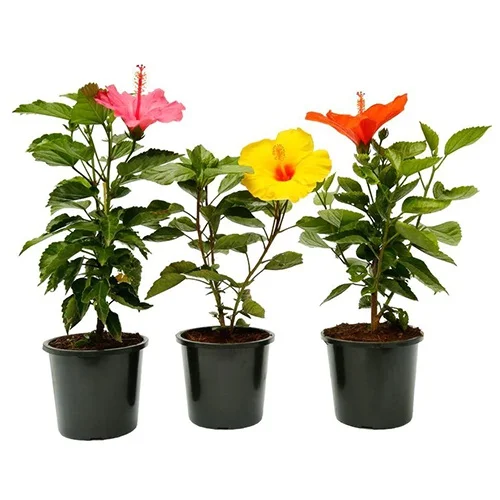 Classic Set of 3 Potted Hibiscus Plants