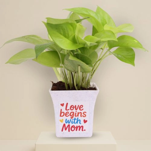 Plant Gift in Mom Themed Pot