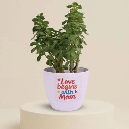 Meaningful Gift  Jade Plant in Pot