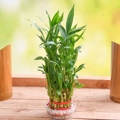 Just For You Two Tier Lucky Bamboo Plant in Glass Pot<br>