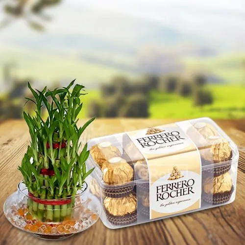 Attractive 2 Tier Lucky Bamboo Plant N Ferrero Rocher Chocolates Pack