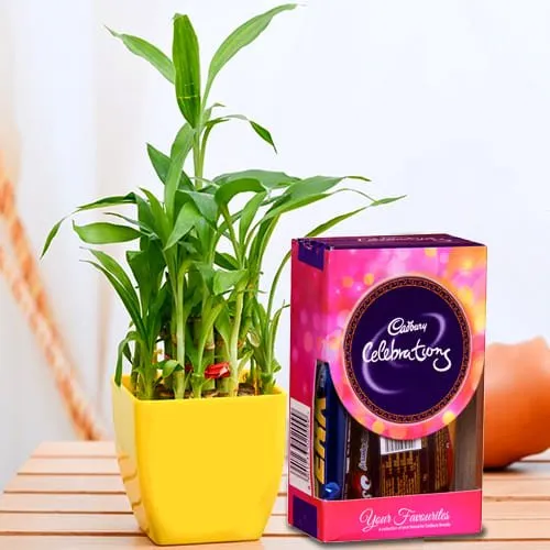 Vibrant 2 Tier Lucky Bamboo Plant with Cadbury Celebrations Mini Pack