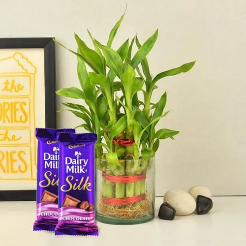 Remarkable 2 Tier Bamboo Plant with Cadbury Dairy Milk Silk Chocolates