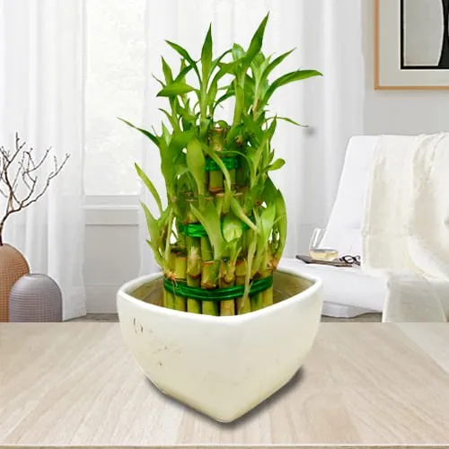 House Warming Gift of 3 Layer Good Luck Bamboo Plant in Ceramic Pot