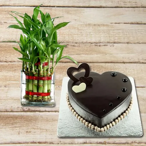 Remarkable 2 Tier Lucky Bamboo Plant with Heart Shaped Chocolate Cake