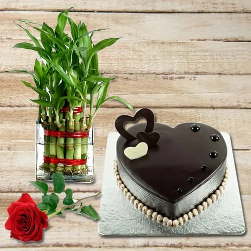 Exotic Chocolate Cake with Red Rose N 2 Tier Lucky Bamboo Plant