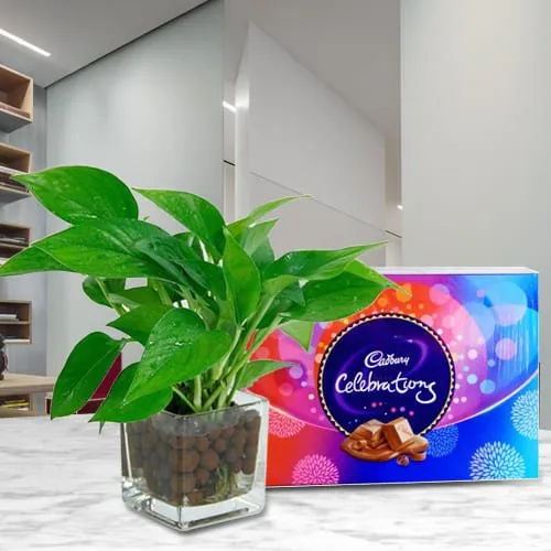 Remarkable Money Plant in Glass Vase with Cadbury Celebrations Pack