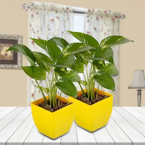 Good Fortune Gift of Duel Money Plant in Attractive Plastic Pots<br>
