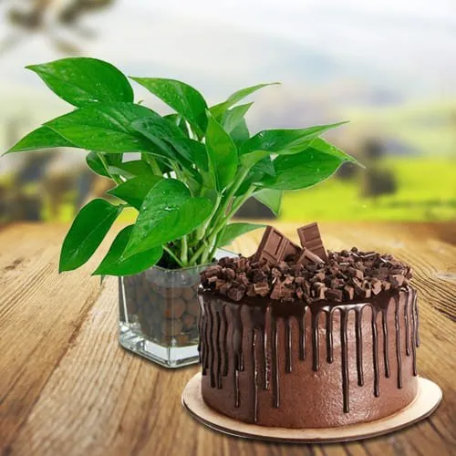 Impressive Money Plant in Glass Pot with Chocolate Cake