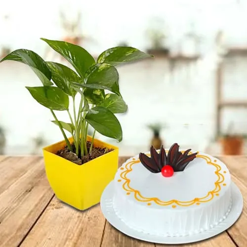 Captivating Combo of Vanilla Cake with Money Plant in Plastic Pot