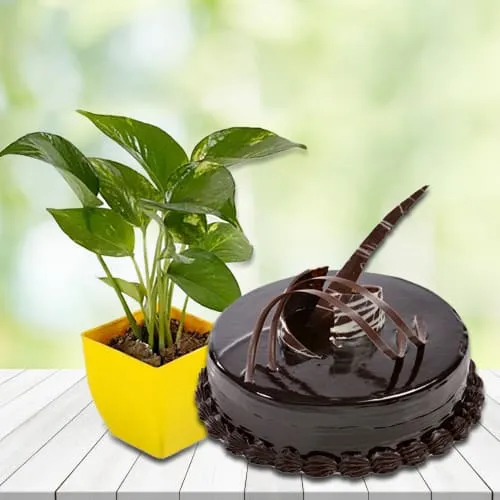 Exclusive Money Plant in Plastic Pot with Chocolate Truffle Cake