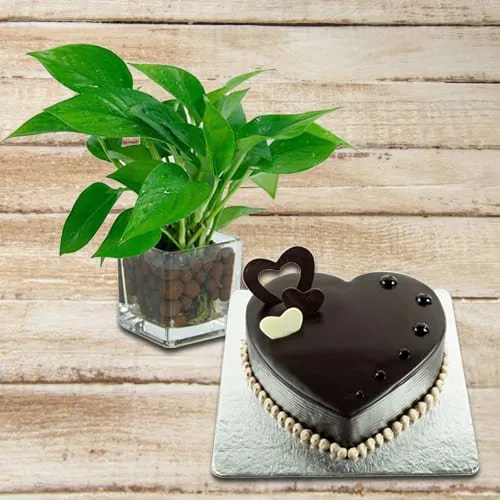 Special Money Plant in Glass Pot with Love Shaped Chocolate Cake