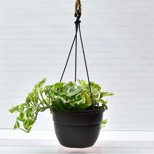 Elegant Housewarming Gift of Hanging Money Plant